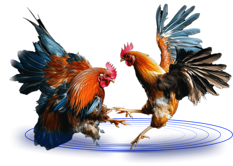 CockFighting CockFighting