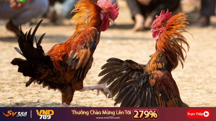 đá gà thomo đá gà thomo