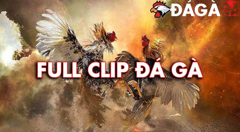 da ga truc tiep da ga truc tiep