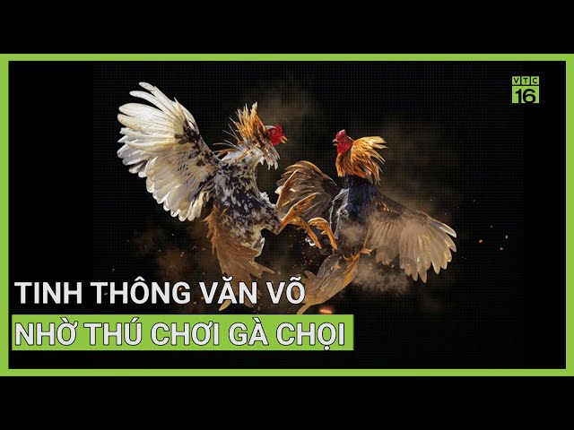 gà đòn việt nam gà đòn việt nam